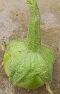 Brinjal freshly with thorns seen clearly on its calyx