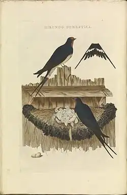 A coloured print of two swallows and a nest on a fence.