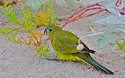 green parrot sitting on sand eating a plant