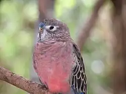 At Flying High Bird Habitat, Queensland.