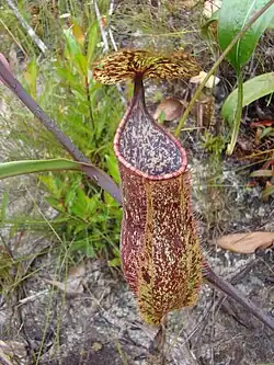 N. gracilis × N. rafflesiana