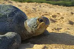Turtle head and shoulders walking in sand