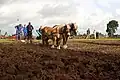Plowing with horses