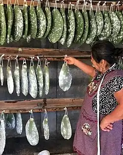 Prickly Pear Cactus with Mealybugs