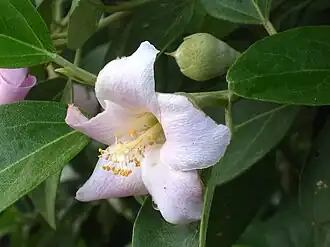 Pale flower