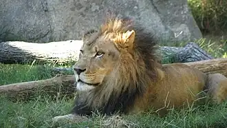 Lion.