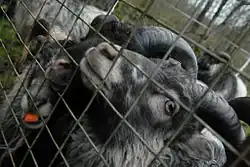 Two black North Ronaldsay sheep shown behind a fence, with long horns curved behind them and chewing on a carrot.