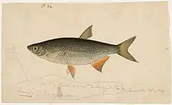 An 1837 watercolor painting of a golden shiner by Jacques Burkhardt.