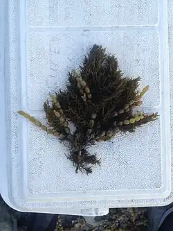 A thallus of Hormosira covered in Notheia