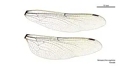 Photo of female wings