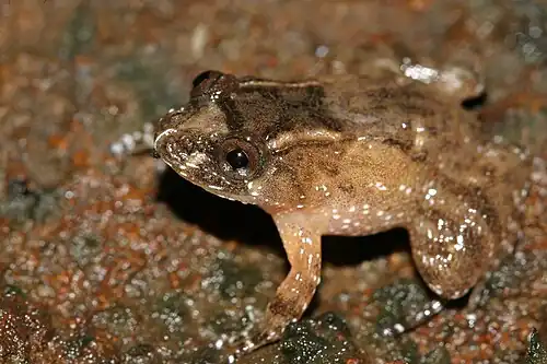 Lateral view