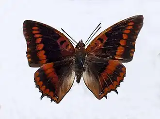 C. l. intermedius - male