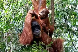Image 96Sumatran orangutan mother and child in Mount Leuser National Park, North Sumatra (from Tourism in Indonesia)