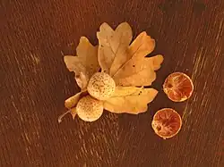 Oak apples on oak leaf
