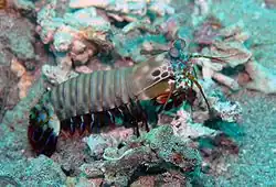 Image 9Odontodactylus scyllarus (Hoplocarida: Stomatopoda) (from Malacostraca)