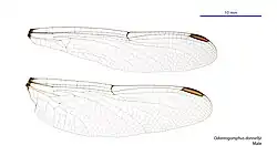 Male wings