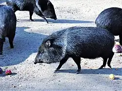 A herd of collared peccaries in Zagreb Zoo