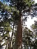*Old-growth pine