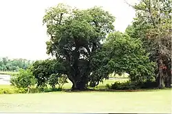 The oldest southern live oak at the plantation.