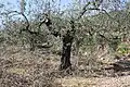 Olive tree in Pinet