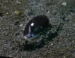 Callianax biplicata, the dark morph