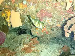 Bluespotted toadfish swimming at Michaelmas Reef in King George Sound, Western Australia