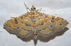 Ommatospila narcaeusalis