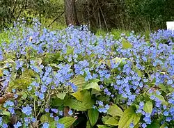 Omphalodes cappadocica
