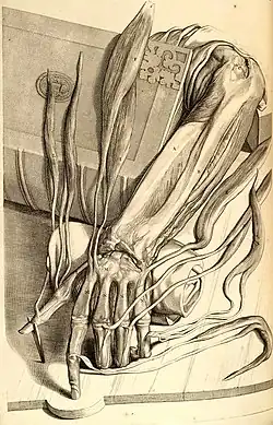 Anatomical drawing from Anatomia Humani Corporis, 1685