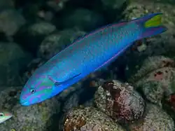 Blue coloured male hybrid (T. lunare x cupido)