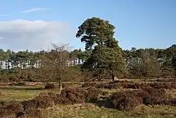 Berner's Heath