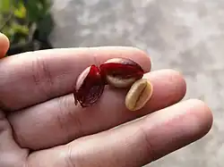 Fresh coffee seeds ("beans")
