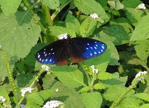 E. s. hopei In Buxa Tiger Reserve, West Bengal, India