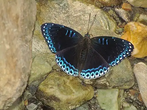 Dorsal view