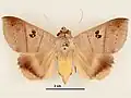 Male, dorsal view