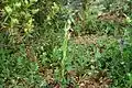 Ophrys apifera Habitus