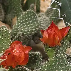 Opuntia picardoi, showing defensively fasciculated spines and glochids