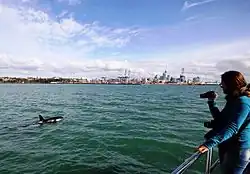 Orca (Killer Whales) are often seen close to Auckland city.