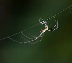 Orchard Spider (Leucauge venusta) - male