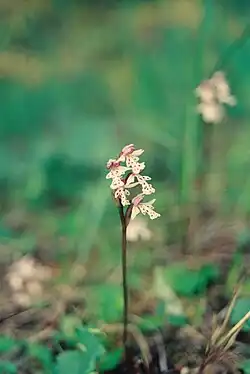 Orchis rotundifolia (Orchis à feuille ronde; Small Round-leaved Orchid), Mc Donald River bank[28]