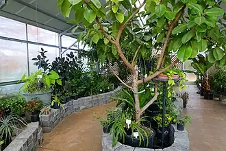 Inside a greenhouse.
