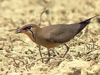 Stalking insects on the ground