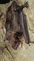 Brown bat