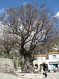 Gorbio elm, Alpes-Mariti-mes, planted 1713 (2010)