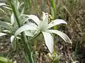 Close-up on a flower of Ornithogalum narbonense