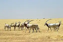 A photo of wild Scimitar-horned Oryx in Ouadi Rimé-Ouadi Achim Faunal Reserve in Chad, taken in 2022