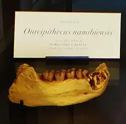 Fossil jawbone of "Otavipithecus namibiensis" at the National Museum of Natural History, France