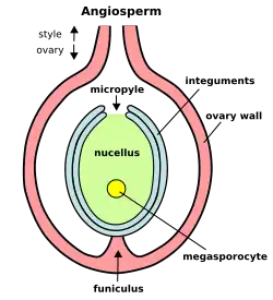 Diagram showing the positions of the major angiosperm ovule features