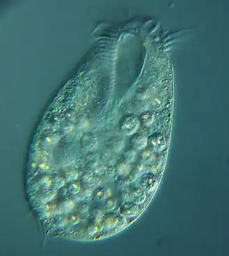 Oxytricha chlorelligera