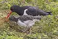 Parent with chick, Skomer Island